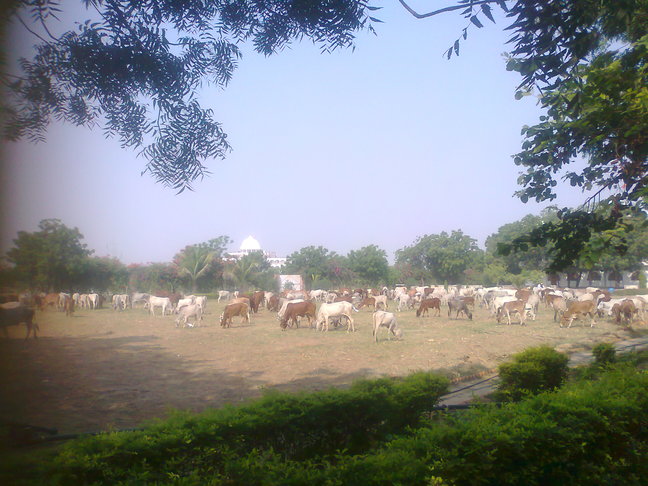 our cows enjoying a good feed.small